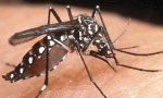 A Pescia parte la lotta alle zanzare: da lunedì distribuzione gratuita di compresse antilarvali