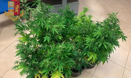 Arrestato 48enne di Lamporecchio: in casa aveva 11 piante di marijuana