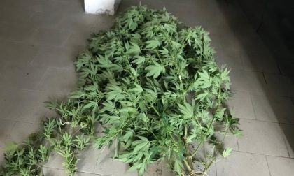 Avevano 9 piante di marijuana in casa: denunciati due 30enni di San Marcello