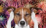 Rischio incendi, vietato tenere cani alla catena: ordinanza del presidente della Toscana