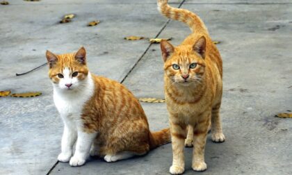 La richiesta dell’Enpa al Sindsco di Pistoia: “si individui un'area dove realizzare il gattile nel prossimo quinquennio”