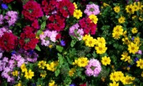 In regalo con il Giornale di Pistoia i semi di coloratissimi Fiori d'estate