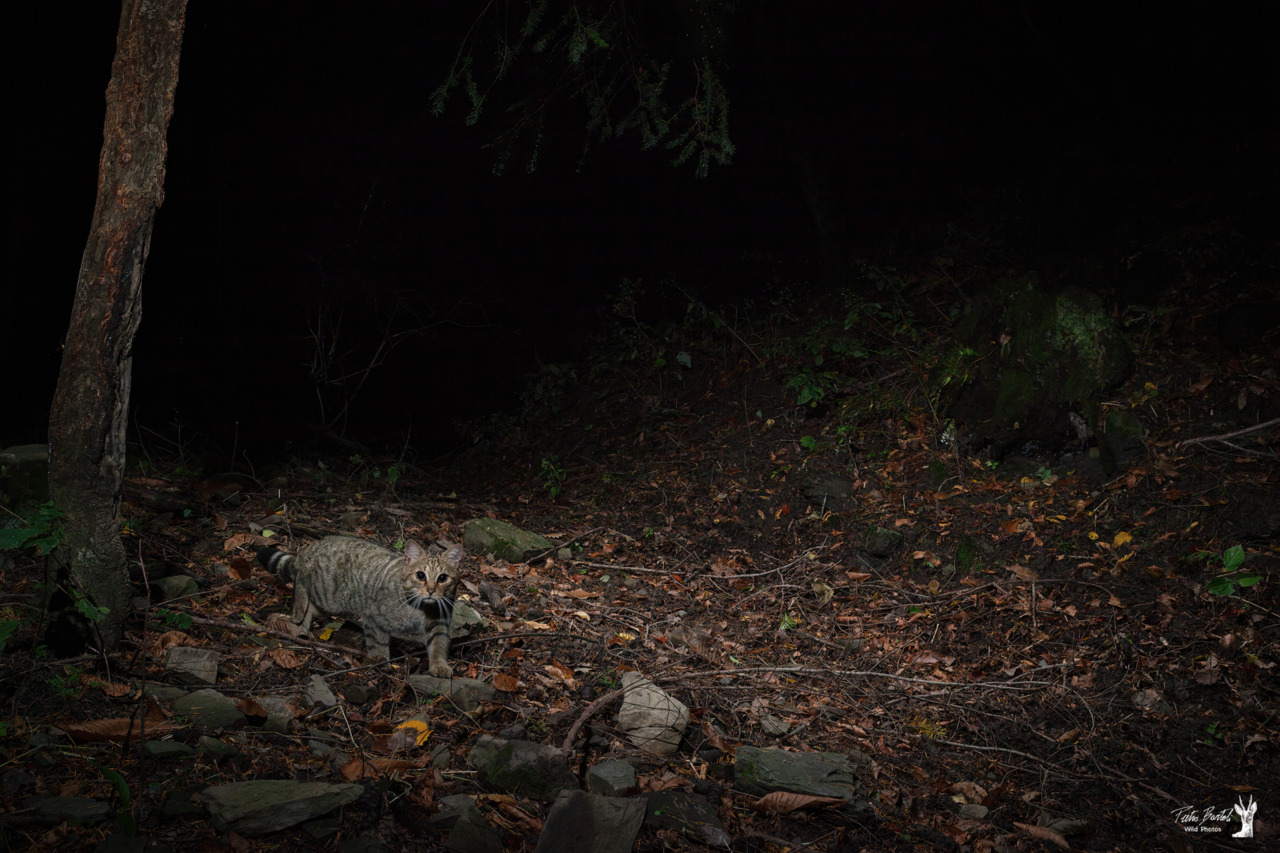 Avvistato il gatto selvatico europeo sull’Appennino Pistoiese