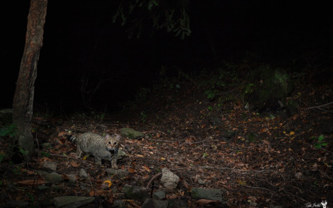 Avvistato il gatto selvatico europeo sull’Appennino Pistoiese