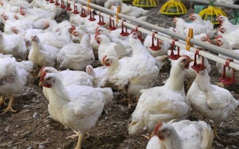 Identificato un focolaio di influenza aviaria ad Agliana