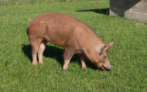 Aumento dei casi di peste suina in Toscana: agricoltori in allerta