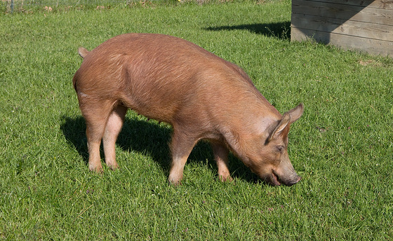 Aumento dei casi di peste suina in Toscana: agricoltori in allerta